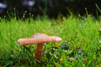 Close-up of mushroom on field