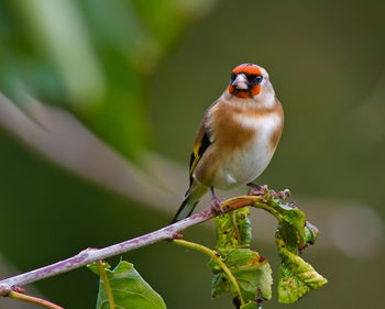 Goldfinch perching on twig