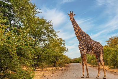 Giraffe standing by tree against sky