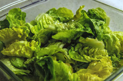 Close-up of leafy vegetables