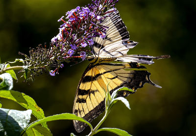 Close-up of butterfly pollinating on purple flower