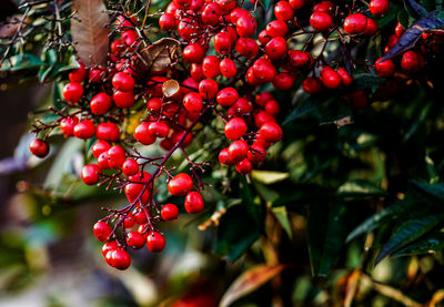 Red berries growing on tree