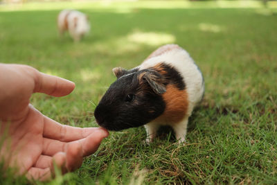 A guinea pig smell a hand in nature with blurred background in bali