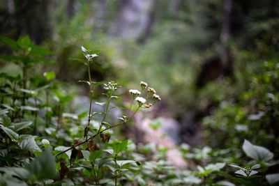 Close-up of flowering plant