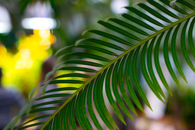 Close-up of palm tree leaves