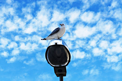 Low angle view of seagull perching on street light