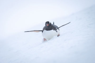 Gentoo penguin body surfs slope lifting flippers