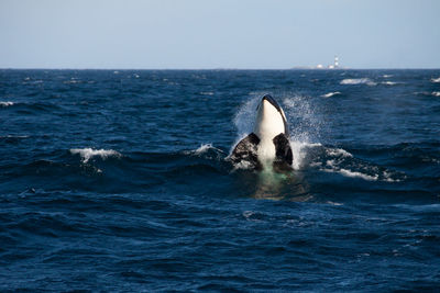 Orca spyhopping in blue waves