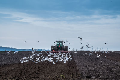 Farmer plowing in field with seagulls, denmark