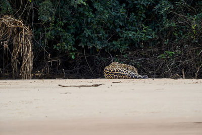 Jaguar, panthera onca, lying on a sand bank on cuiaba river in the pantanal, brazil