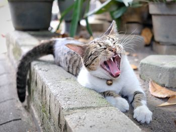 Close-up of cat yawning in yard
