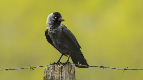 Close-up of a bird on pole against blurred background