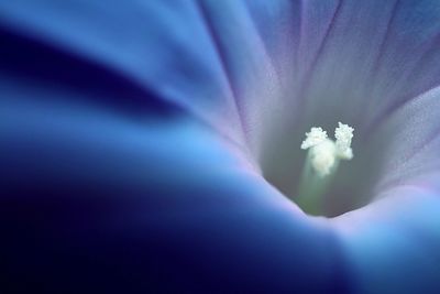 Close-up of flower blooming outdoors