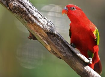 Close-up of parrot perching on branch