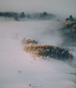 Trees on snow against sky