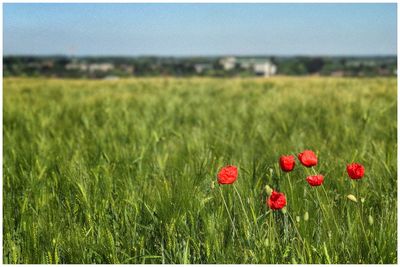 Close-up of poppy in field