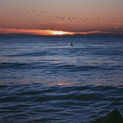 Silhouette birds flying over sea against sky