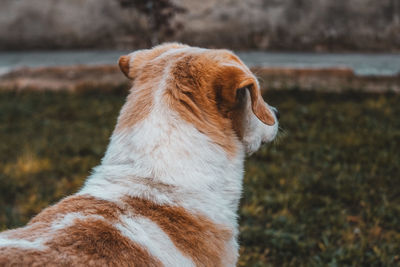 Close-up of dog looking away