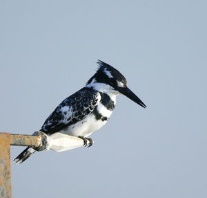 Close-up of bird perching against clear sky