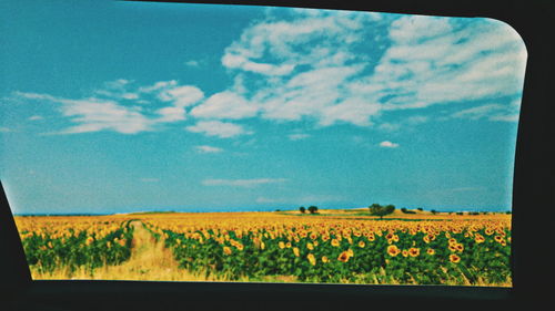 Scenic view of field against sky