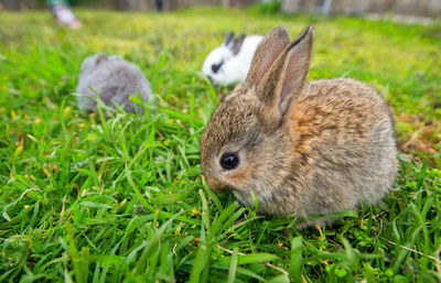 Close-up of an animal on grass