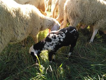 Sheep grazing in a field forest 