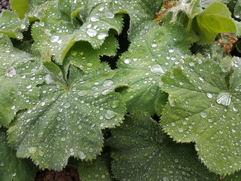 Close-up of raindrops on leaves