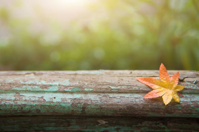 Close-up of maple leaf on tree