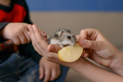 Hamster in children's hands, hamster eating an apple, children feed the hamster