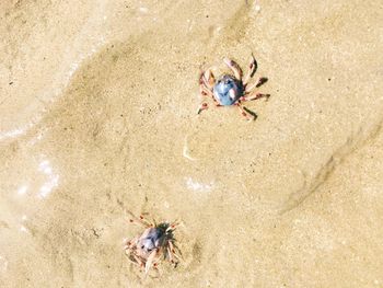 Directly above shot of crab at beach