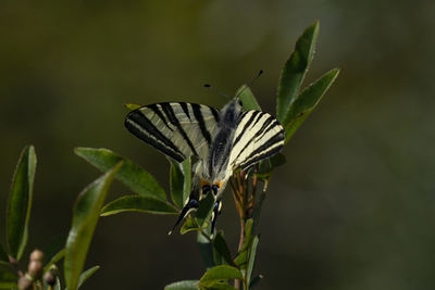 Close-up of butterfly pollinating flower