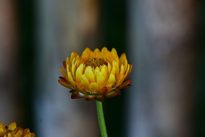 Close-up of yellow flower