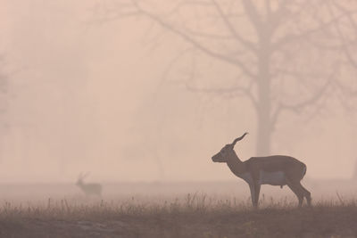 View of deer on field against sky