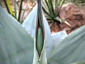 Close-up of succulent plant