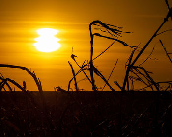 Close-up of silhouette plants on field against sky during sunset