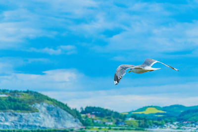 Seagull flying over sea against sky