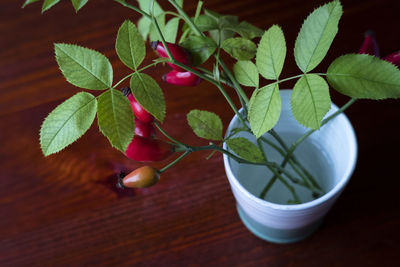 High angle view of potted plant on table