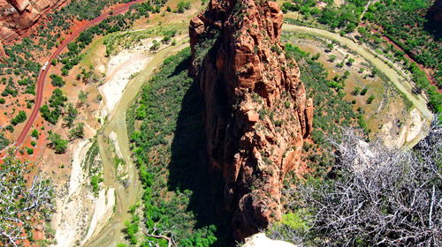 Trees growing on rock