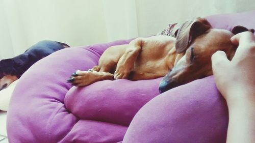Dog relaxing on blanket