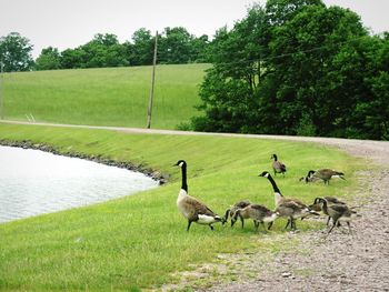 View of sheep on grassy field