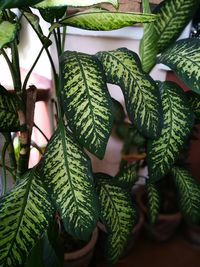 Close-up of fresh green plants