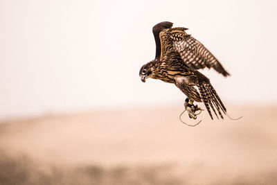 Close-up of fearless falcon bird flying against clear sky looking down for food to eat.