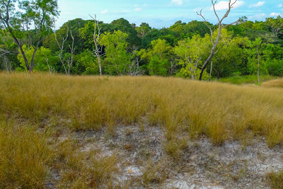 Scenic view of trees growing on field against sky