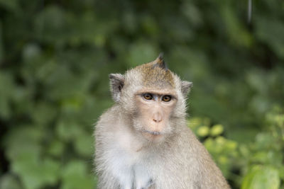 Close-up portrait of monkey against plants