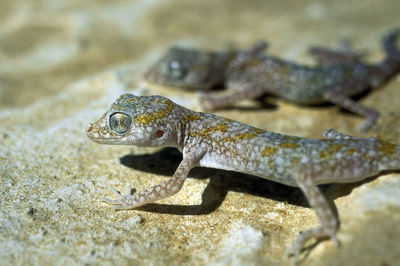 Close-up of lizard on rock