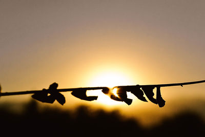 Close-up of silhouette metal fence against sky during sunset