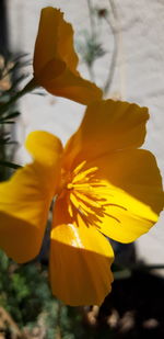 Close-up of yellow flowering plant