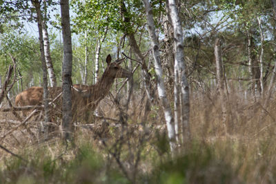 View of a forest