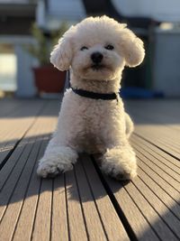 Portrait of white dog on wooden floor