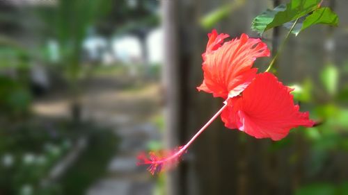 Close-up of red flowers